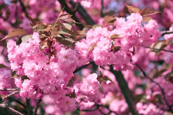 Sakura květiny, zářivě krásnou krajinu, jarní sezóny — Stock fotografie