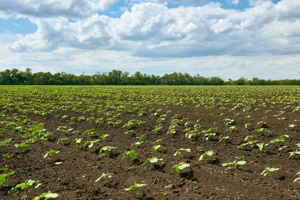 Paisagem de primavera - campo agrícola com brotos jovens, plantas verdes em solo preto e céu bonito — Fotografia de Stock