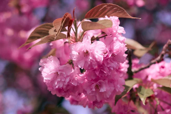 Sakura flowers, bright beautiful landscape, spring season — Stock Photo, Image