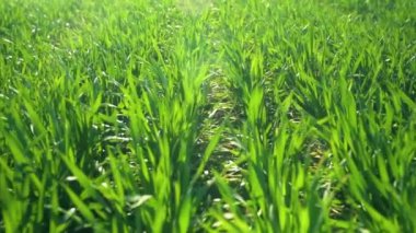 Genç lahanası sahada. Yeşil çim çekim.