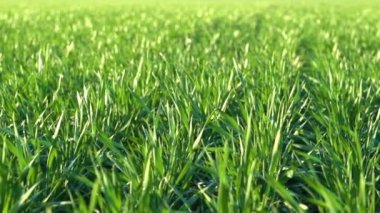 Genç lahanası sahada. Yeşil çim çekim.