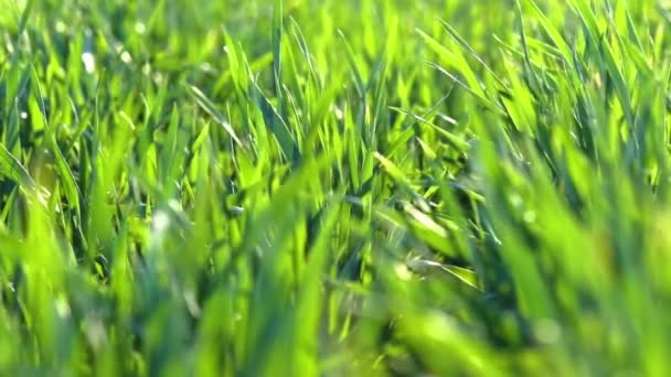 Les jeunes pousses sont sur le terrain. Herbe verte gros plan .