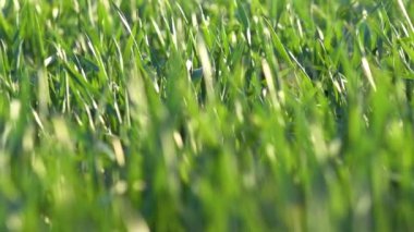 Genç lahanası sahada. Yeşil çim çekim.