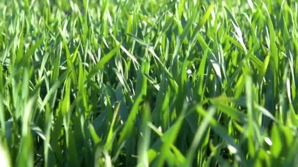Les jeunes pousses sont sur le terrain. Herbe verte gros plan .