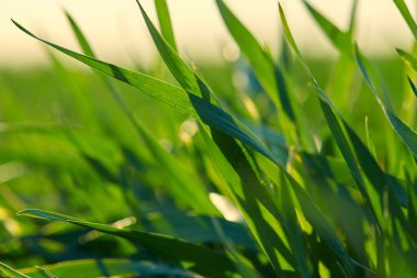 Genç lahanası sahada. Yeşil çim çekim.