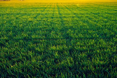 Genç lahanası gün batımında sahada. Yeşil çim çekim.