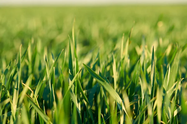 Brotes jóvenes están en el campo. Primeros planos de hierba verde . — Foto de Stock