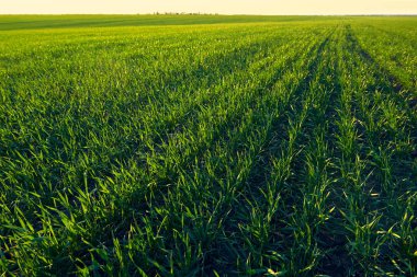 Genç lahanası sahada. Yeşil çim çekim.