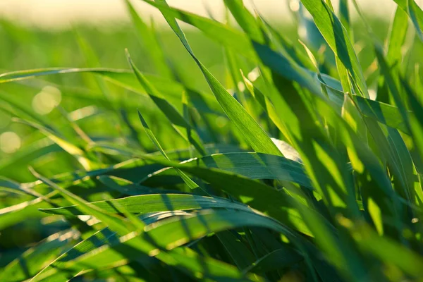 Young sprouts are on the field. Green grass closeup. — Stock Photo, Image