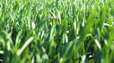 Genç lahanası sahada. Yeşil çim çekim. 