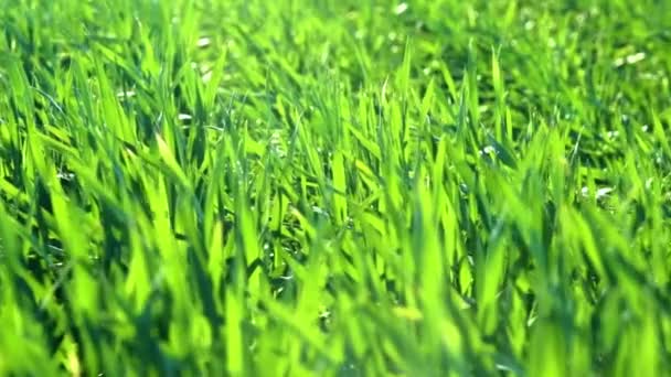 Młode Kiełki Boisku Zielona Trawa Zbliżenie — Wideo stockowe