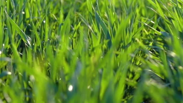 Jonge Spruiten Zijn Het Veld Groen Gras Close — Stockvideo