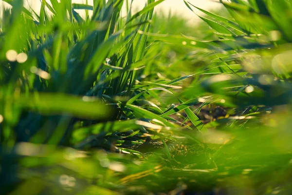 Brotes jóvenes están en el campo. Primeros planos de hierba verde . —  Fotos de Stock