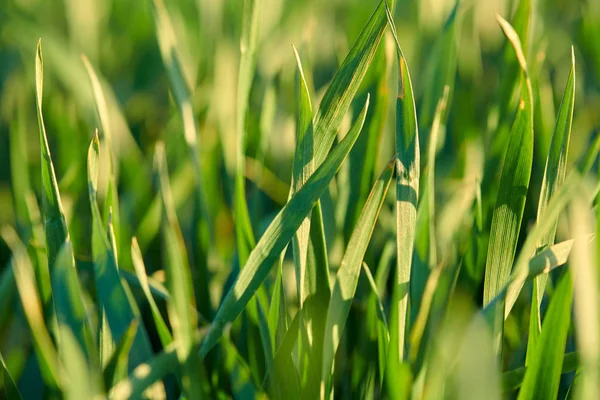 Young sprouts are on the field. Green grass closeup. — Stock Photo, Image