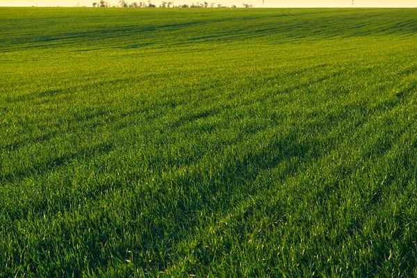 Fiatal hajtások vannak a pályán naplementekor. Zöld fű Vértes. — Stock Fotó