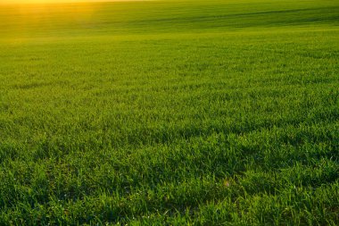 Genç lahanası gün batımında sahada. Yeşil çim çekim.
