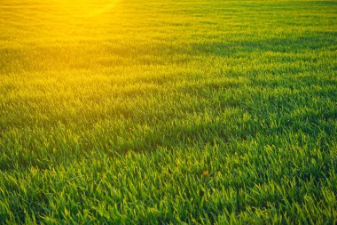 Genç lahanası gün batımında sahada. Yeşil çim çekim.