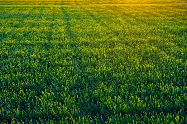 I giovani germogli sono sul campo al tramonto. Erba verde primo piano . — Foto Stock