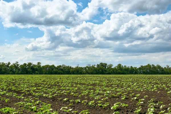 Spring landscape - agricultural field with young sprouts, green plants on black soil and beautiful sky — Stock Photo, Image