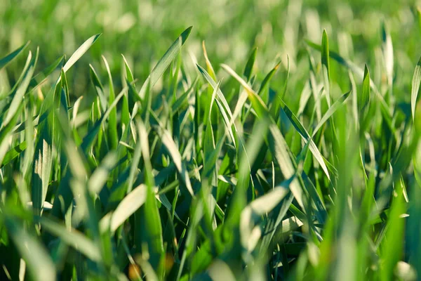 Young sprouts are on the field. Green grass closeup. — Stock Photo, Image