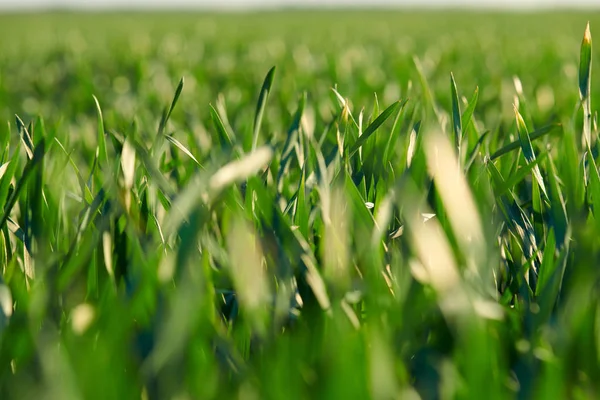 Brotes jóvenes están en el campo. Primeros planos de hierba verde . — Foto de Stock