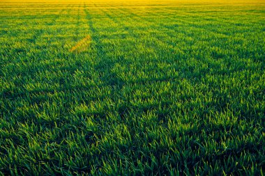 Genç lahanası gün batımında sahada. Yeşil çim çekim.
