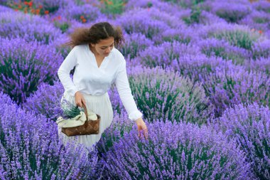 Genç kadın lavanta çiçek alanında, güzel yaz manzara