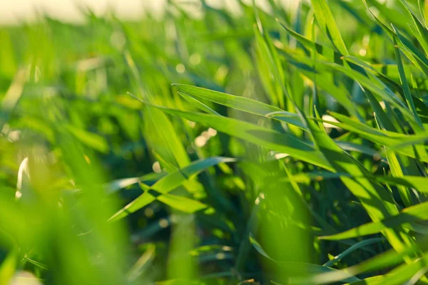 Brotes jóvenes están en el campo. Primeros planos de hierba verde . —  Fotos de Stock