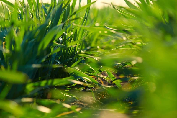 Brotes jóvenes están en el campo. Primeros planos de hierba verde . —  Fotos de Stock