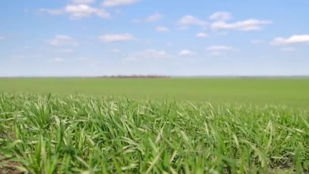 Młode Kiełki Tej Dziedzinie Zielona Trawa Zbliżenie Błękitne Niebo Chmurami — Wideo stockowe