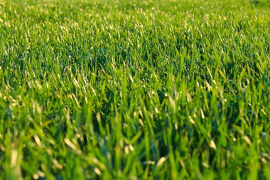 Genç lahanası sahada. Yeşil çim çekim.