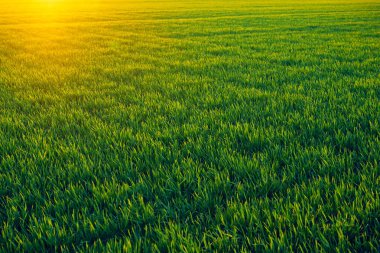 Genç lahanası gün batımında sahada. Yeşil çim çekim.