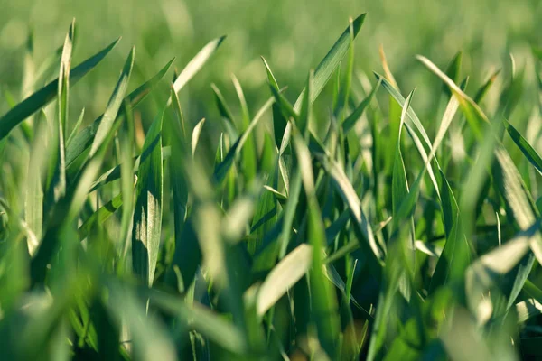 Os rebentos jovens estão no campo. Fecho de grama verde . — Fotografia de Stock