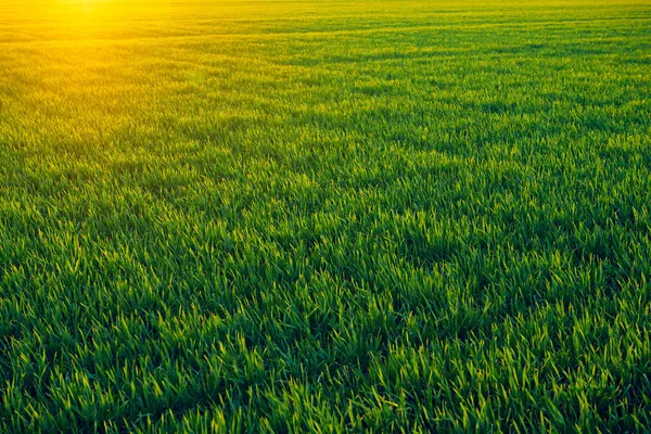 I giovani germogli sono sul campo al tramonto. Erba verde primo piano . — Foto Stock