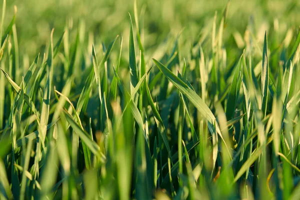 Young sprouts are on the field. Green grass closeup. — Stock Photo, Image