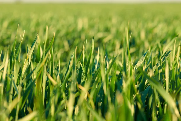 Junge Triebe sind auf dem Feld. Nahaufnahme von grünem Gras. — Stockfoto