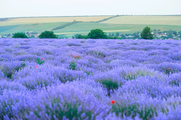 Jonge vrouw staat terug in de lavendel bloem veld, mooie zomerlandschap — Stockfoto
