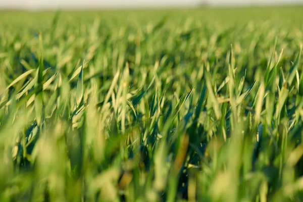 Os rebentos jovens estão no campo. Fecho de grama verde . — Fotografia de Stock