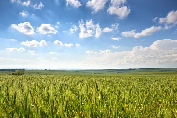 Paisaje de primavera - campo agrícola con espigas jóvenes de trigo, plantas verdes y hermoso cielo —  Fotos de Stock