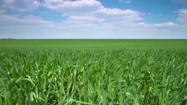 Тімелапс Молодих Паростків Пшениці Полі Зелена Трава Крупним Планом — стокове відео