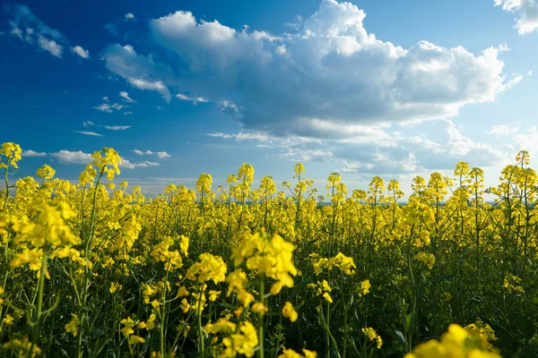 Bellissimi fiori di colza con cielo blu scuro con nuvole — Foto Stock