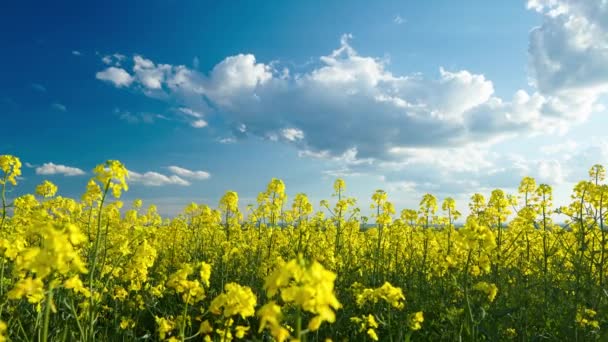 Timelapse Hermosas Flores Colza Con Cielo Azul Oscuro Con Nubes — Vídeo de stock