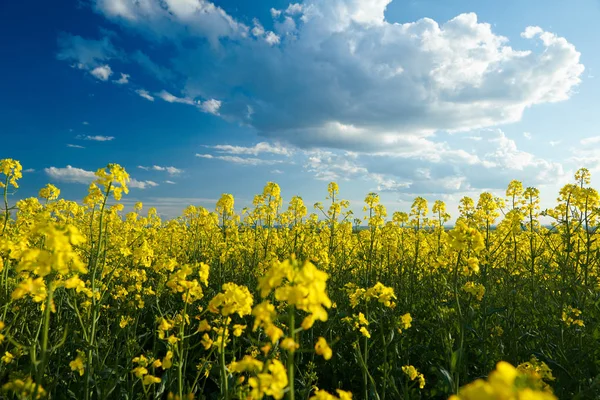 Prachtige raapzaad bloemen met donker blauwe hemel met wolken — Stockfoto