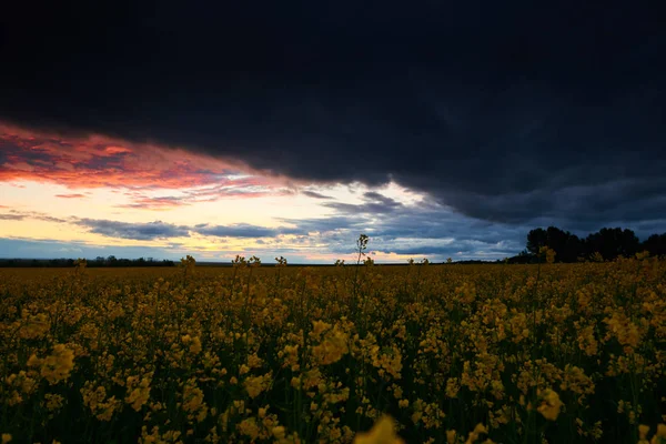 Timelapse de fleurs de colza le soir. Beau coucher de soleil avec ciel bleu foncé, lumière du soleil brillante et nuages . — Photo