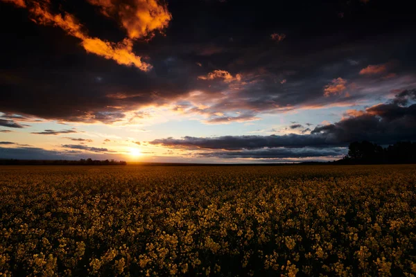 Timelapse de flores de colza en la noche. Hermosa puesta de sol con cielo azul oscuro, luz solar brillante y nubes . — Foto de Stock