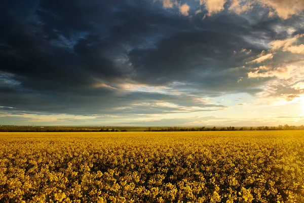 Timelapse de flores de colza en la noche. Hermosa puesta de sol con cielo azul oscuro, luz solar brillante y nubes . —  Fotos de Stock