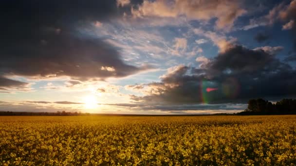 Timelapse Vackra Raps Blommor Med Mörkblå Himmel Med Moln — Stockvideo