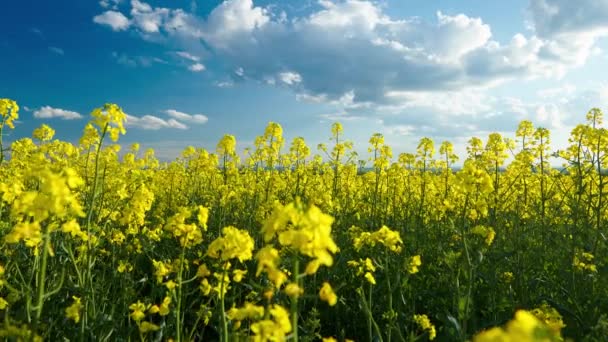 Zeitraffer Schöner Rapsblüten Mit Dunkelblauem Himmel Mit Wolken — Stockvideo