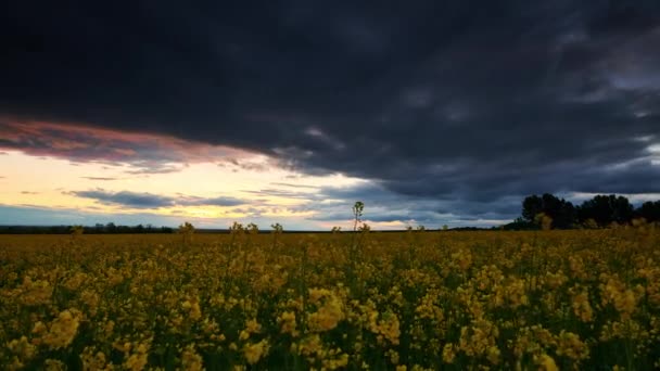 Timelapse Pięknych Kwiatów Rzepaku Ciemnoniebieskim Niebie Chmur — Wideo stockowe
