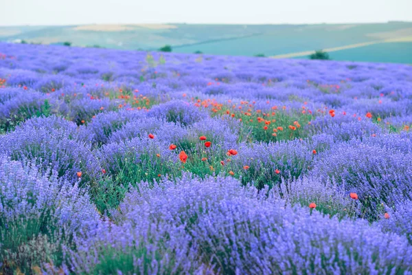Campo di fiori di lavanda, bellissimo paesaggio estivo — Foto Stock